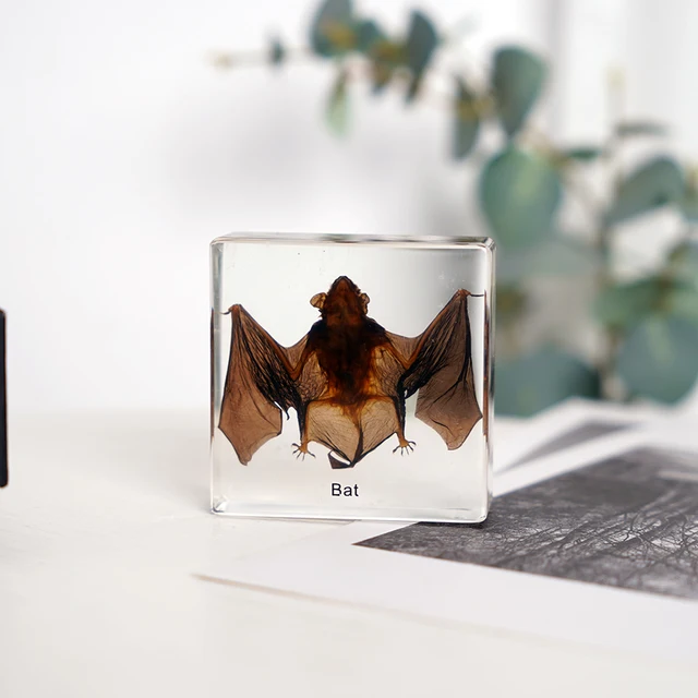 2023 Best Seller Real Animal Taxidermy Bat Acrylic Specimen Teaching Resources for Kids Preschool Educational Equipment