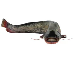 frozen black tilapia red tilapia frozen tilapia fish live tilapia