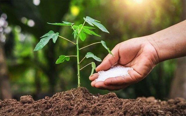 Shop Agricultural Grade 10 Billion/CFU Purity Bacillus Megaterium Probiotics for Heavy Metal Remediation-Detailed Image 1