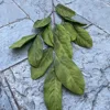 3 fork crape myrtle leaf green