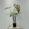 Vert-90cm