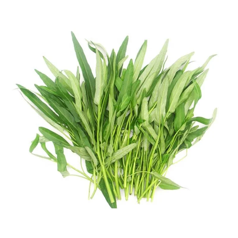 swamp cabbage high germination rate vegetable water spinach