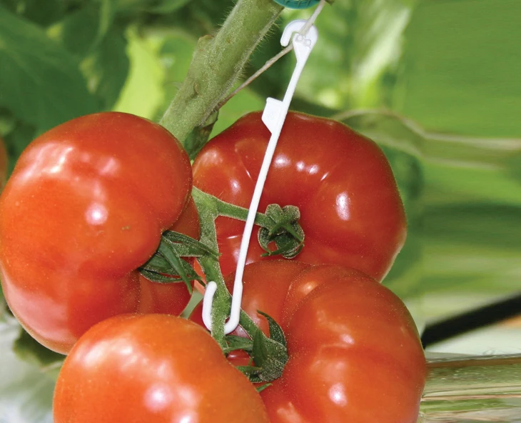 кистедержатель крючок для томатов. кистедержатель для томатов на помидорах. кистедержатель двойной крючок. держатель listok кисти томатов. кистедержатель для томатов, 50 шт.