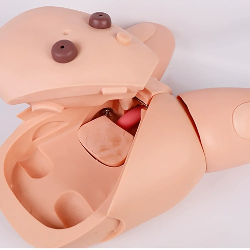 Advanced High Quality Human Nursing Training Male Urinary Genitalia and Urethral Catheterization Enama Medical Model