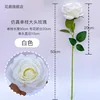 White single-stem large-headed rose