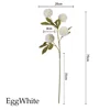 EggWhite