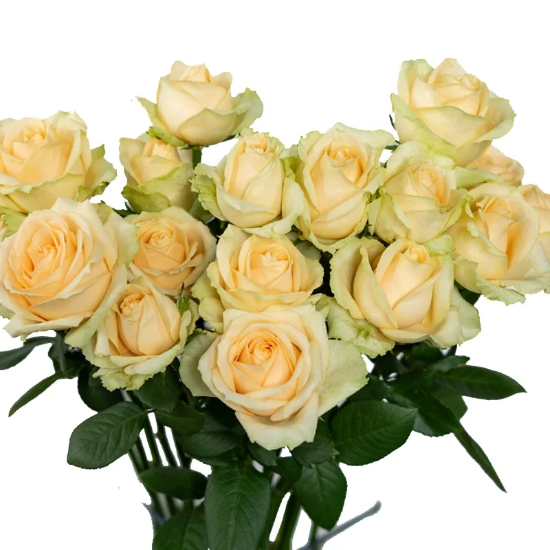 China Wholesale Long Stem Natural Bulk Fresh Cut Flowers Roses For ...