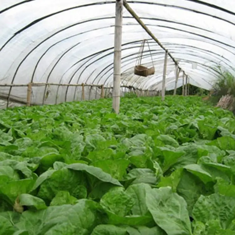 Turnkey Project Customizable Single Span Tunnel Agriculture Vegetable Greenhouses Kit for Growing Cucumbers