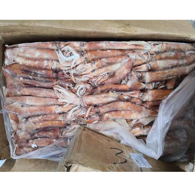 SANFENG SEAFOOD New Arrival Whloe Round Frozen Africa Squid