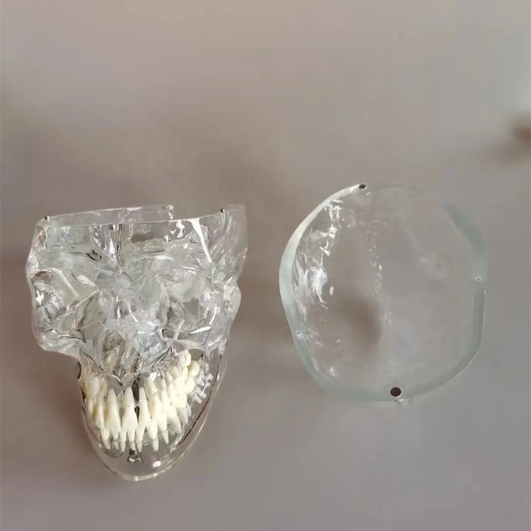 Life Size Teaching PVC Human Transparent Skull with Neurovascular Anatomical Model