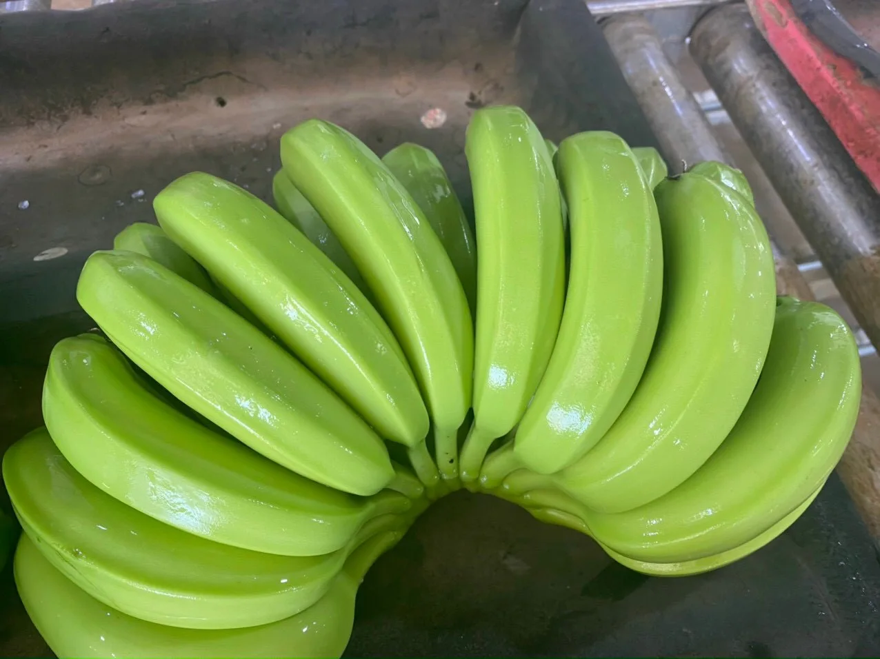 Кавендиш банан. Бананы салатового цвета.