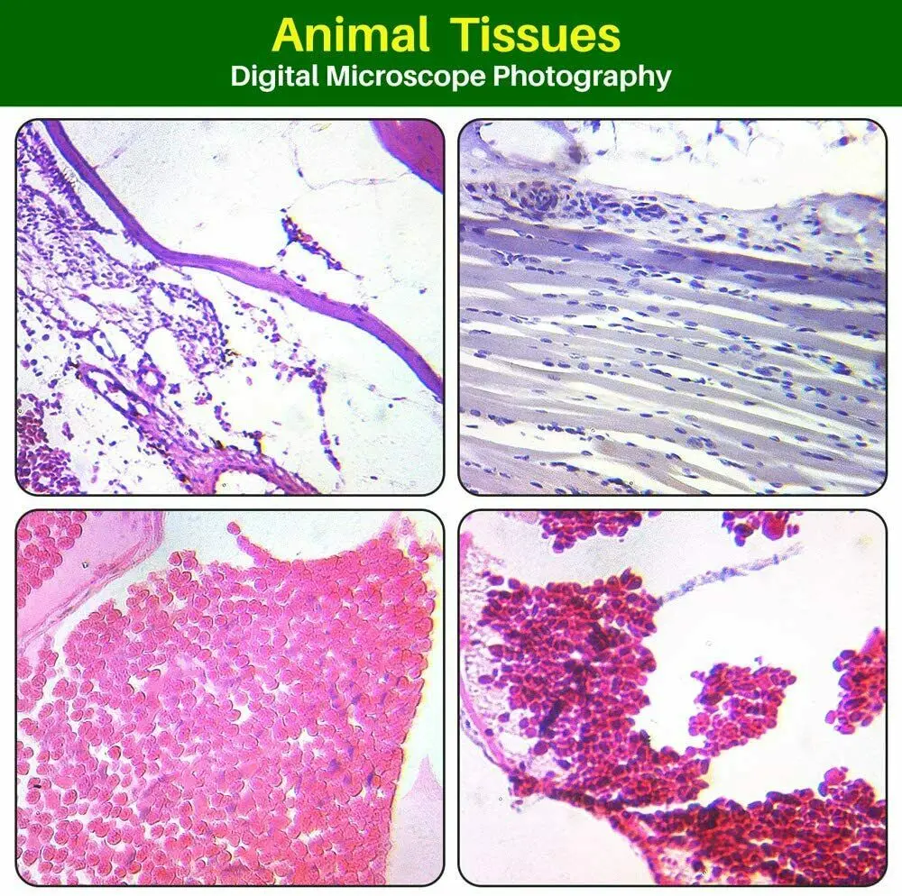 Medical Science Histology Connective Tissue Biomanufacturing Laboratory ...