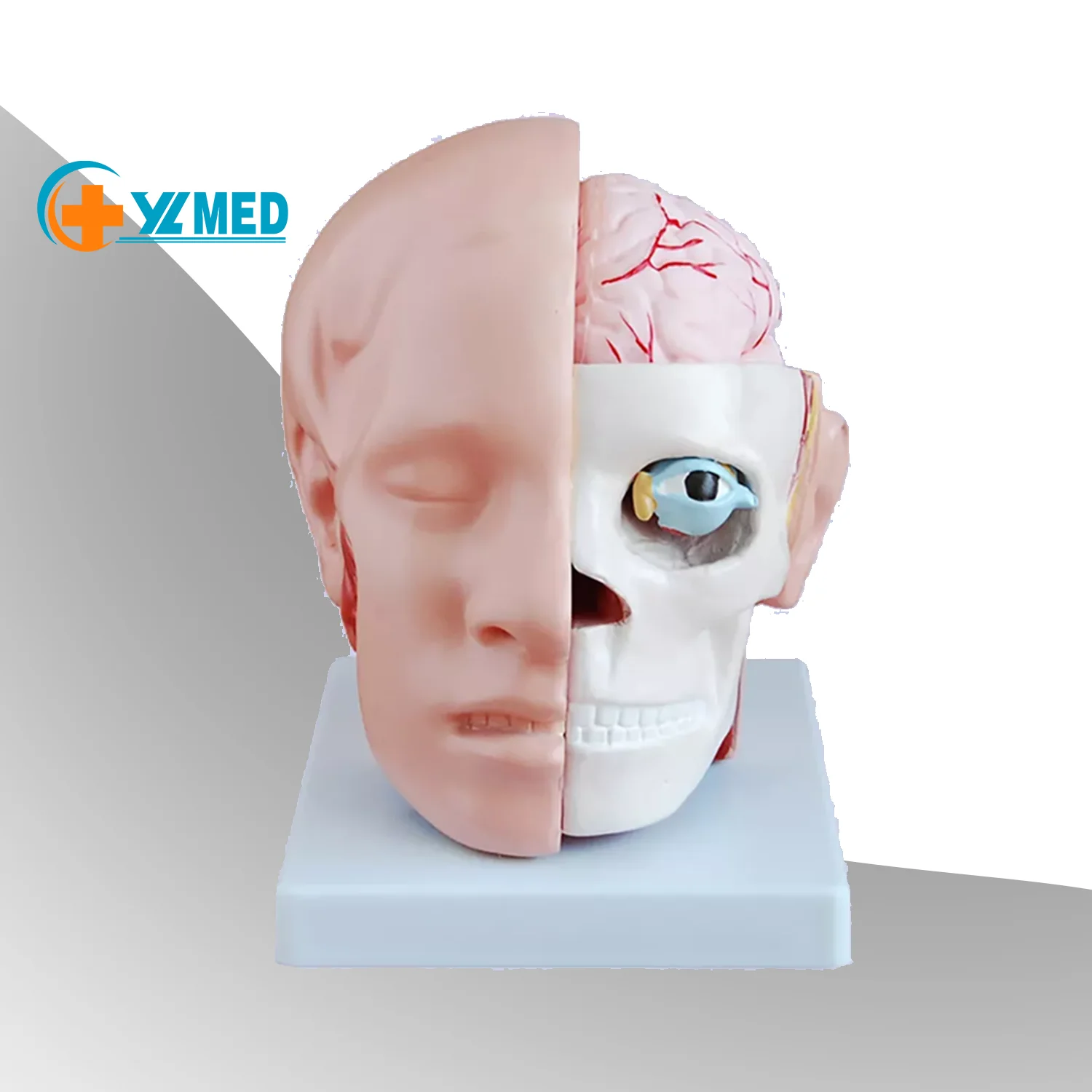 Human Head Anatomical Model 4-Part Life-Size Head Brain Cross Section Anatomy for Science Classroom Education Study Teaching