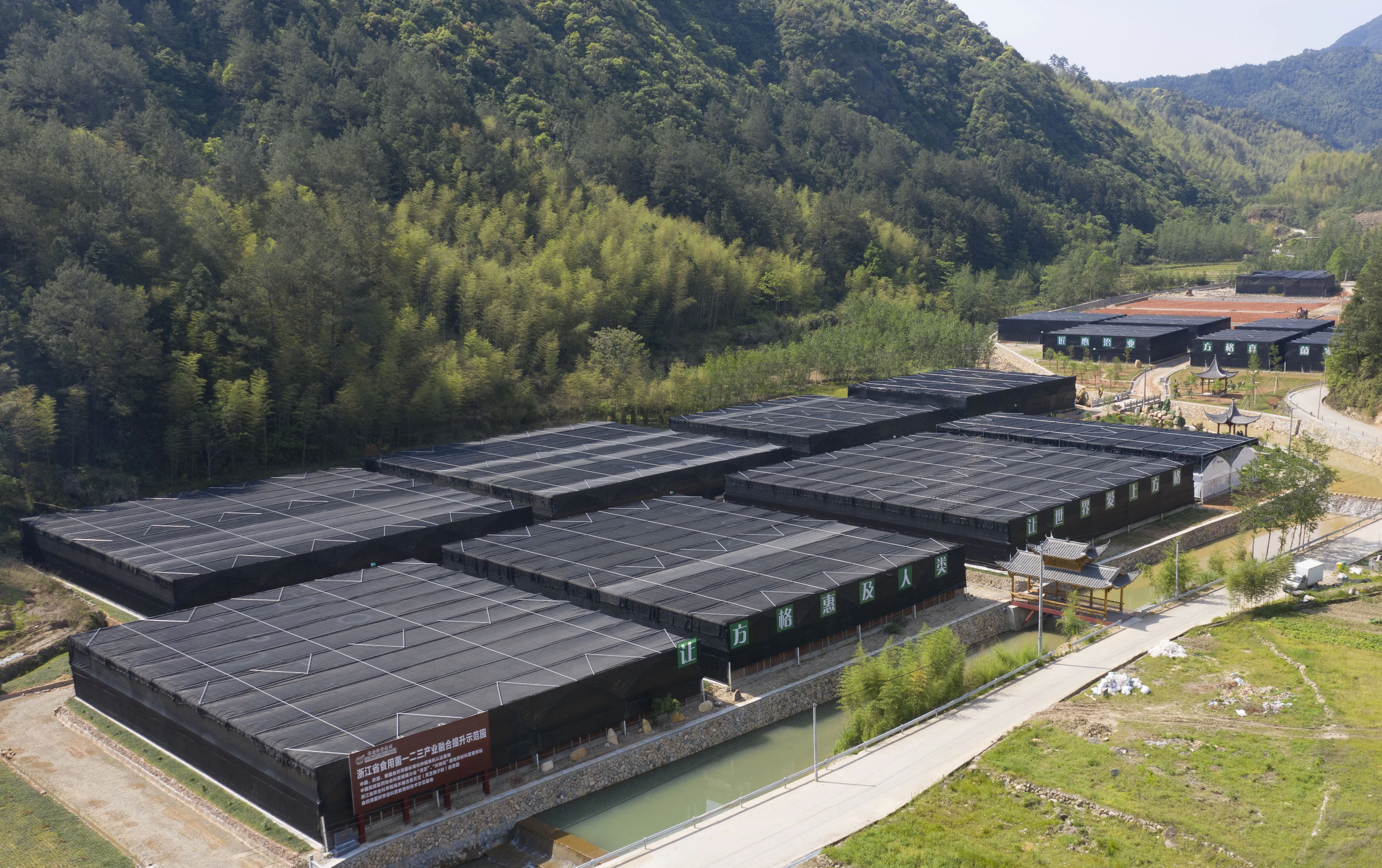 Organic Grifola Frondosa /maitake Mushroom Extract ; GMO-free No Preservatives Flavors and