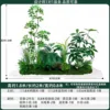areca palm2mlong