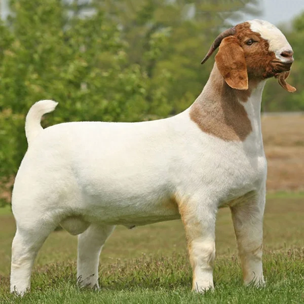 Alive Healthy Full Blood Boer Goat,Saanen Goat,Cows Buy Boer Goat
