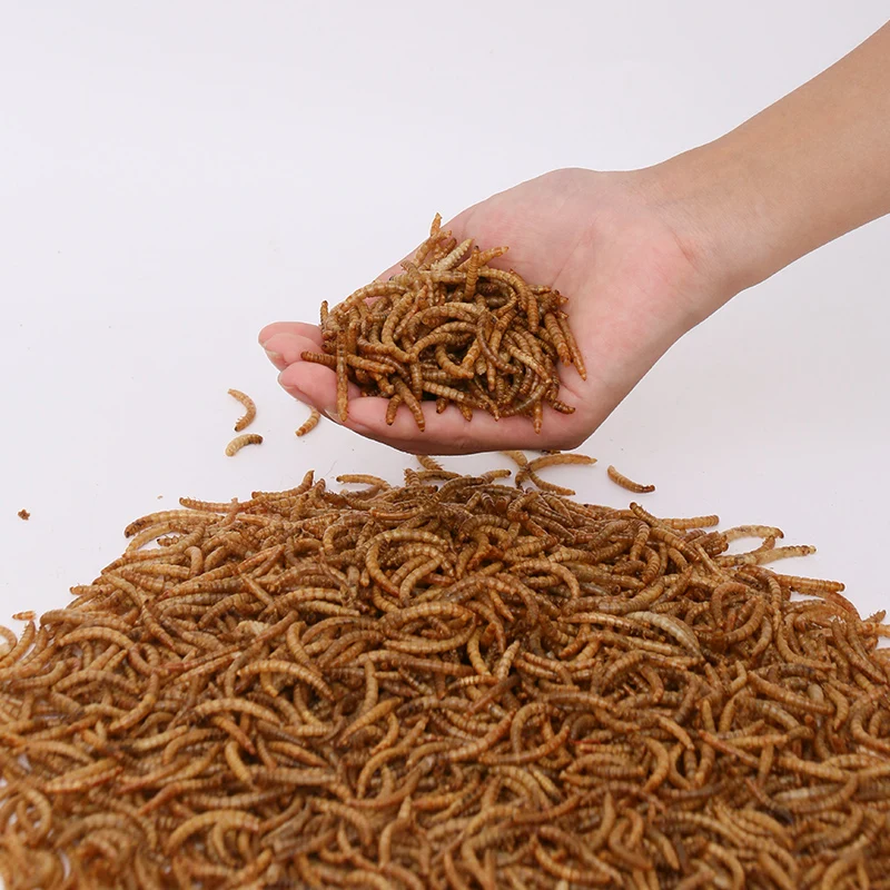 China Manufacturer Dried Mealworms Export Animal Feed High Protein