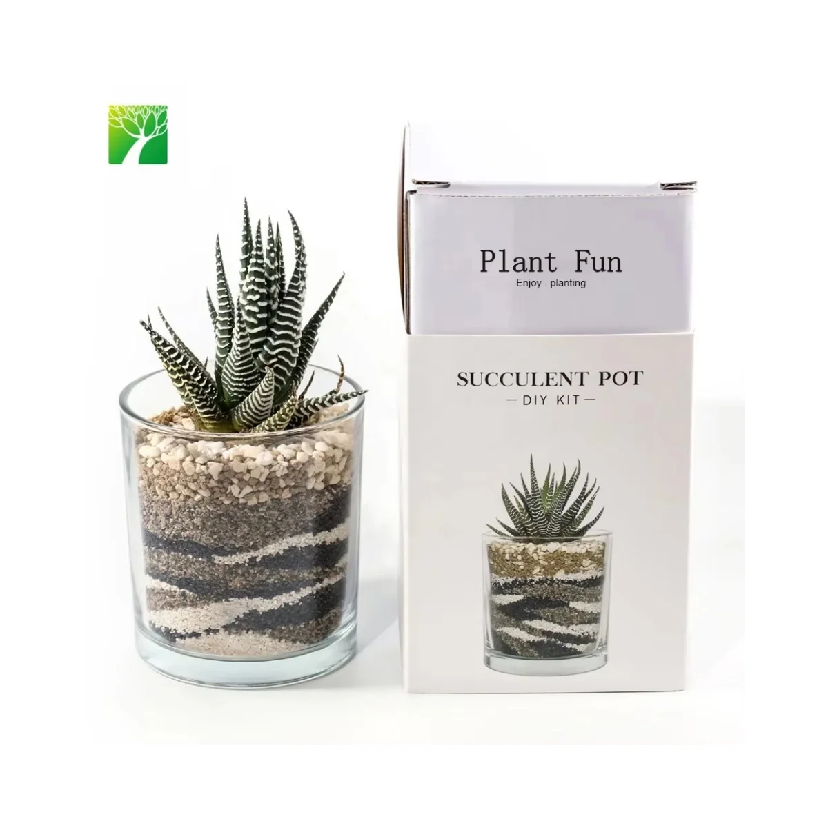 Shop Our Hot Sale DIY Bonsai Terrarium Kit with Succulents
