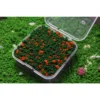 colorful Dark green orange