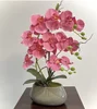 Rosa pesca