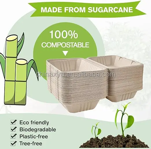 100% Biodegradable 6x6 Inch Clamshell Food Containers Takeaway Bagasse Pulp Disposable Go Boxes for Cookies Sushi Salad Bread supplier