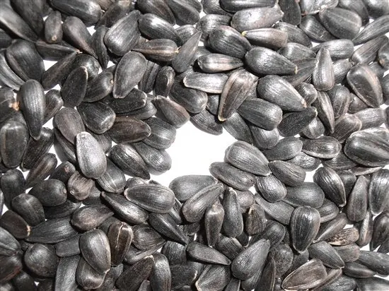 2021crop black striped sunflower seeds kernel 363 361 601 5009 3638 3939 1121 oil sunflower seeds price