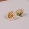 A peach pink flower