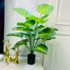 Corazón verde Rocío Alocasia Vegetación