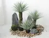 Pointed Leaf Dracaena Set 1
