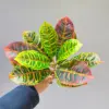 Bois panaché à 12 feuilles