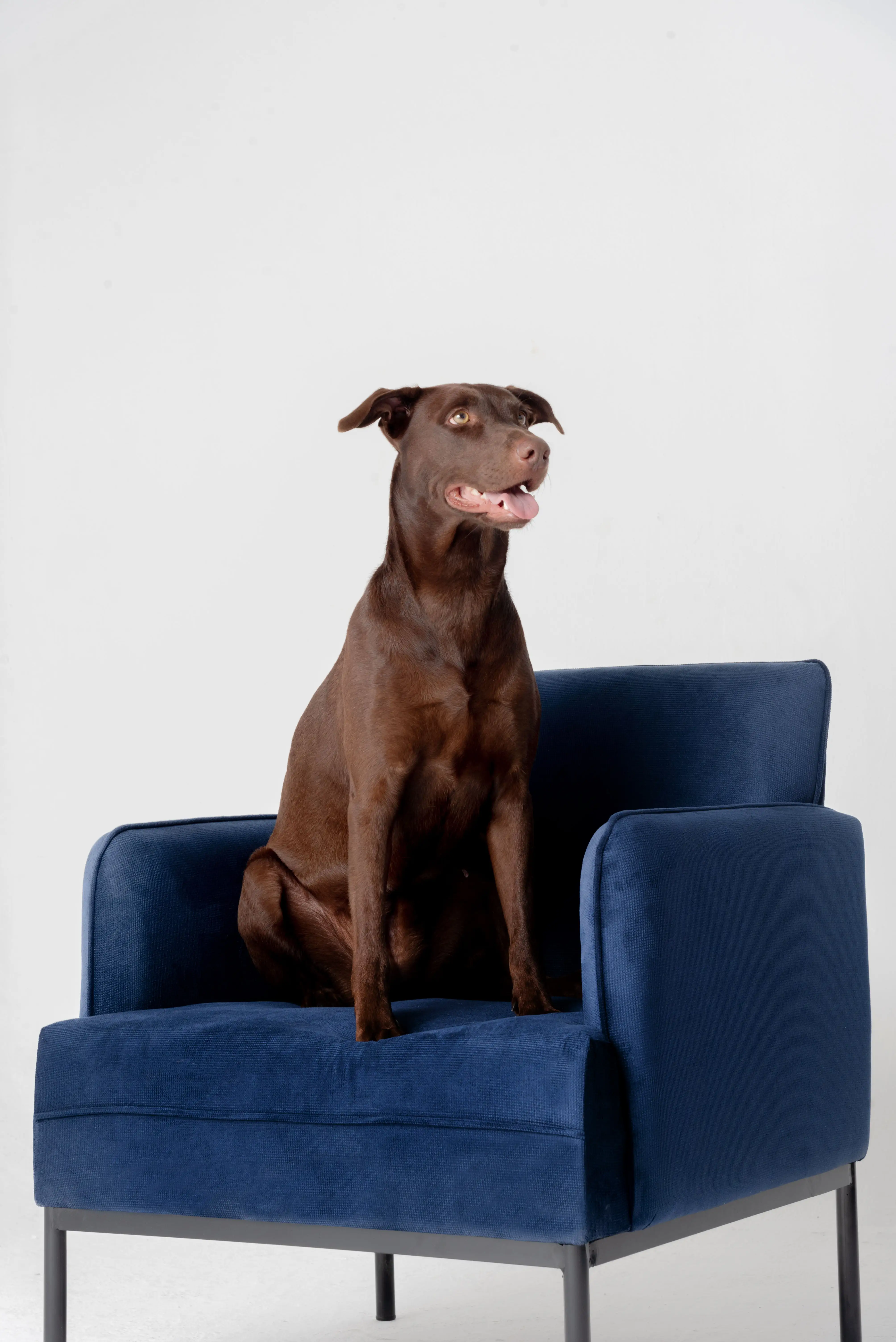 DIVERSO Milo Armchair Made of Solid Pine Wood with a Wrought Iron Base and High-quality Fabric Upholstery, Blue. Made in Mexico