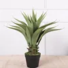0.5M Small Crown Orchid
