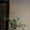 Planta artificial de ficus verde en piedra - sin maceta