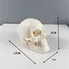 New Small skull model