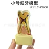Small tooth decay model