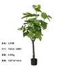 Heartleaf Ficus spring green, 150cm (68 leaves)
