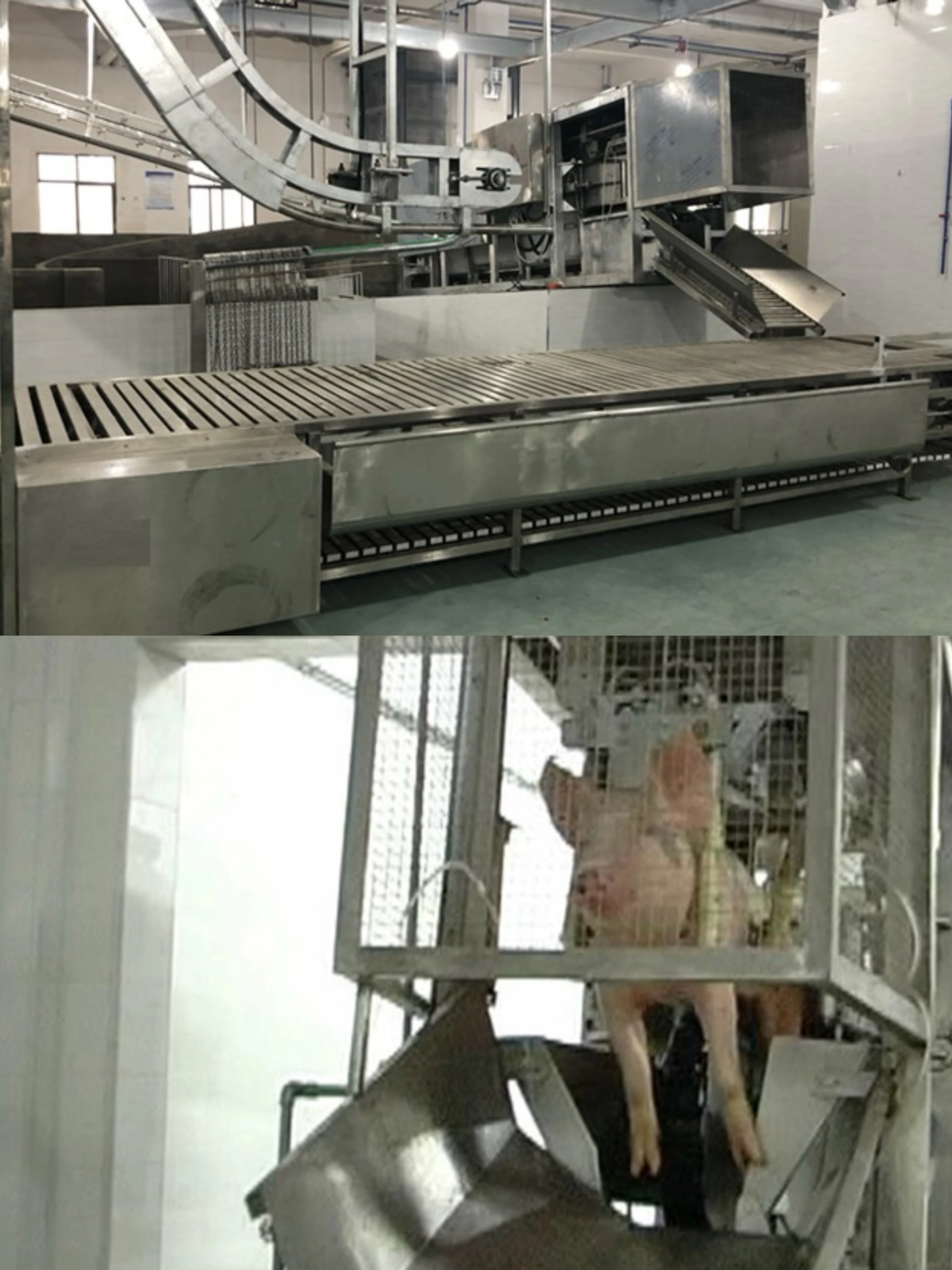 Automatic complete pork slaughtering line equipment for modern pork processing plant