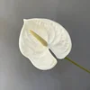Pure White