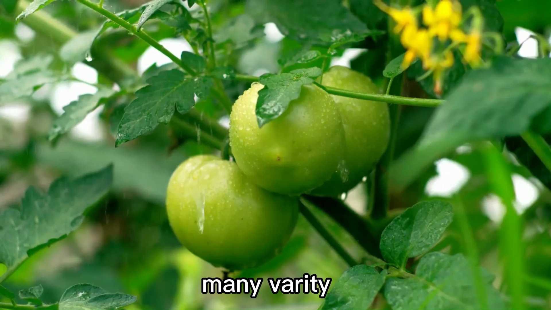 suntoday gold cherry mini yellow sweet tomato seeds 10gr/bag