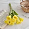 7 manojos de Platycodon grandiflorum amarillo
