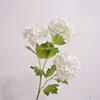 Film snowball-white