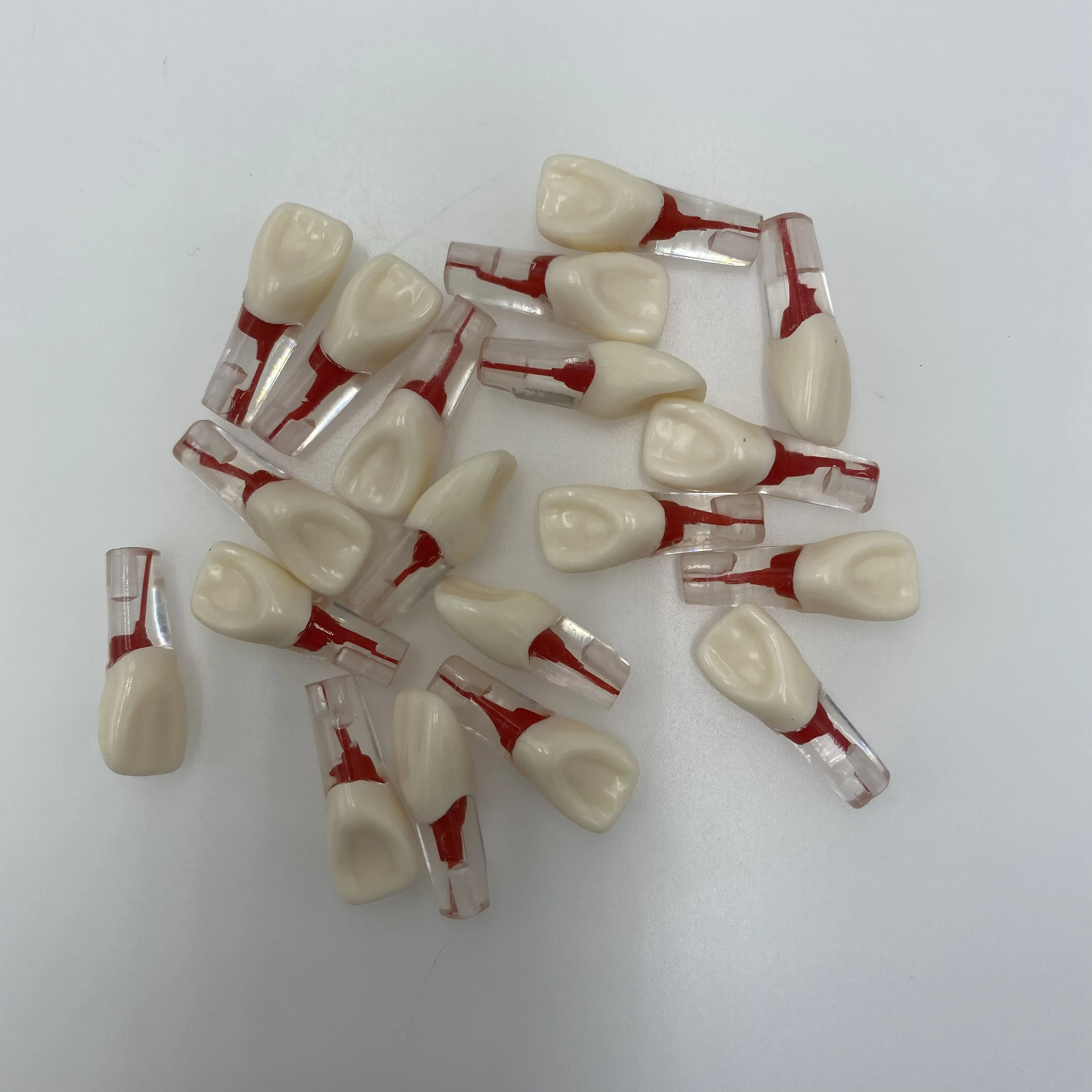 Dental Teeth Model Typodont Teeth Replacement Dental Training Teeth