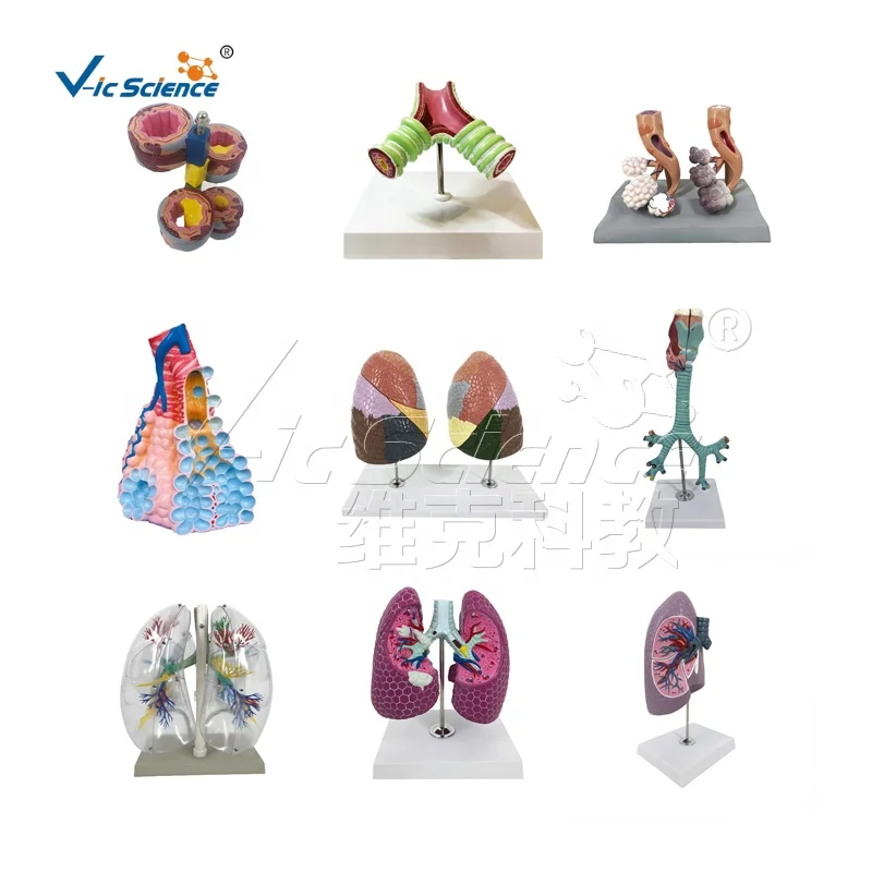 Teaching Human Body Enlarge Half Right Eyeball Dissection Model Eyeball Anatomy Human Eye Model Medical Science Education Model