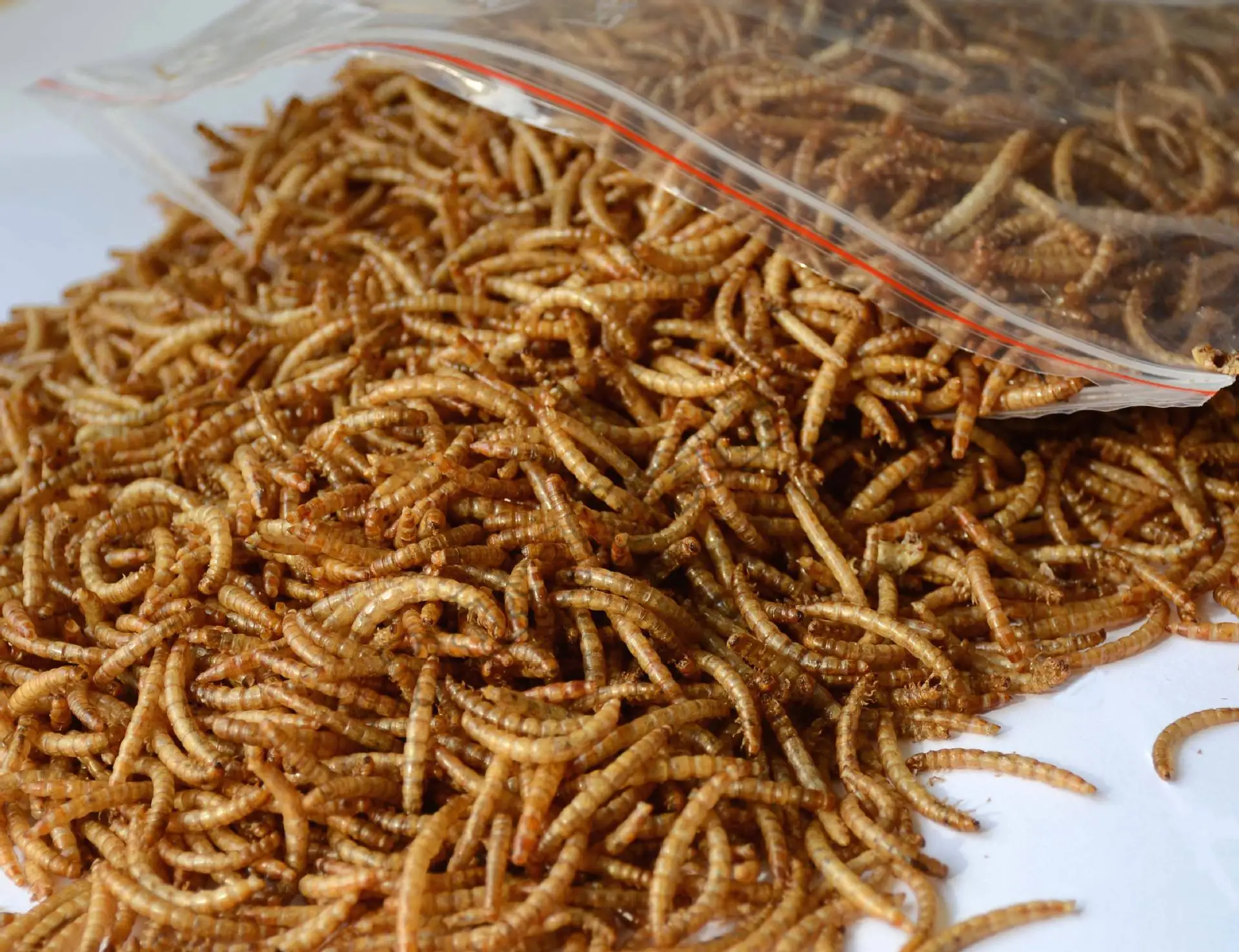 China Factory Dry Mealworms Farming Microwave Dried Mealworm Buy