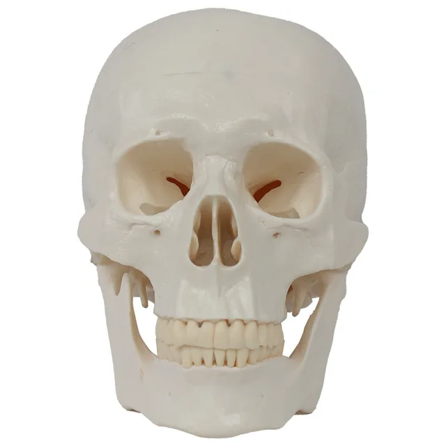 Factory cheap price adult skull 20*14.5*17.5CM medical human skull model, orthopedic teaching model large supply