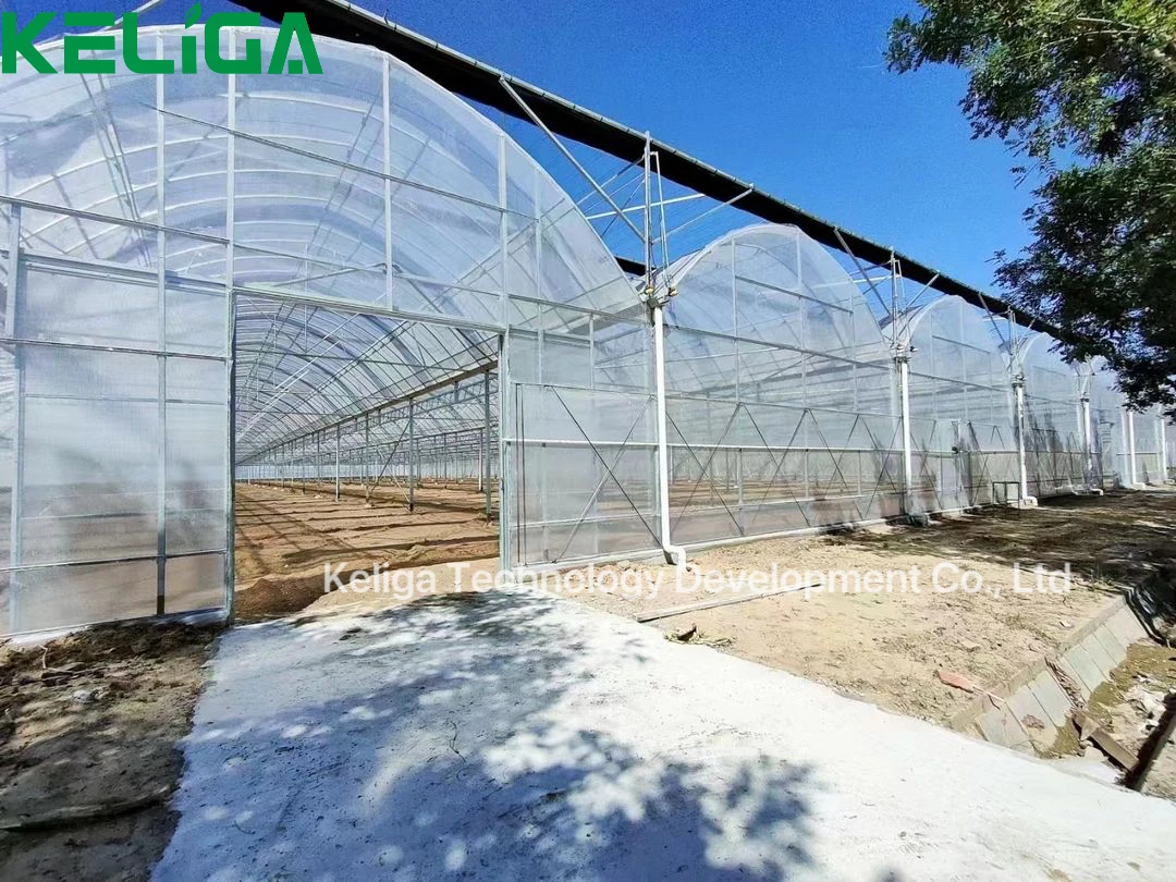 Agricultural Single-span Mental Frame Green House China Low Cost Hot ... - Low Cost Poly Tunnel For Hydroponics
