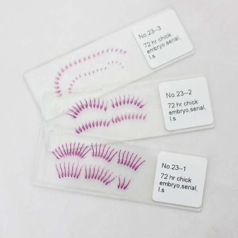 Лезвие курицы серийные поперечные секции микроскоп готовые слайды на животных