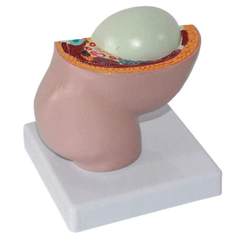 Female pelvic model 4.jpg