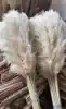 Pampas morbido (femmina)