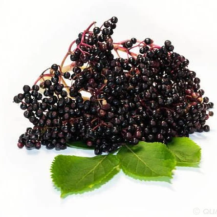 natural health supplement black elderberry extract powder 4:1 20